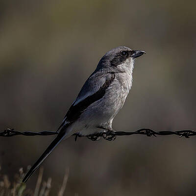 Oregon Photograph - Barb-arian by Tim Lyden