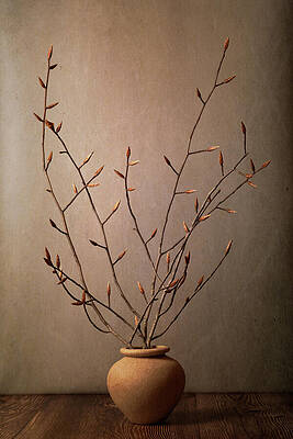 Serene Photograph - Bare Elegance by Dodie Ross