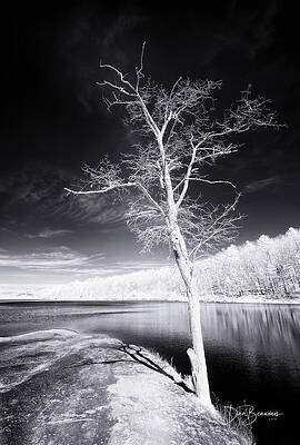 Winter Photograph - Bare Tree At Lake Laura #3002 by Dan Beauvais