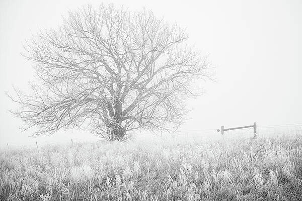 Bare Tree in Frosty Morning Photograph