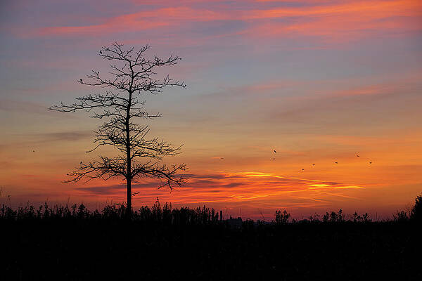 Sunset Photograph - Bare Tree Sillhouette Against Sunset Sky by John Twynam