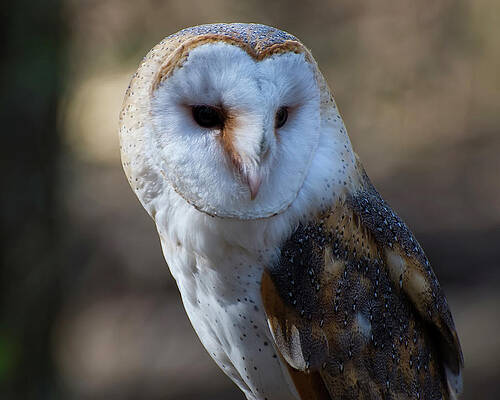 Wall Art featuring the photograph Barn Owl Portrait by Flees Photos