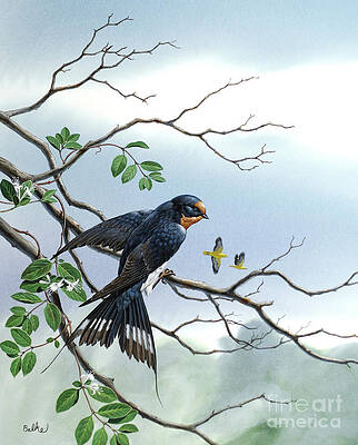 Bird Wall Art featuring the painting Barn Swallow by Don Balke