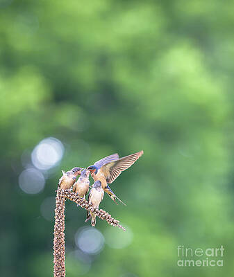 Bird Wall Art featuring the photograph Barn Swallow Feeding Chicks by Rehna George