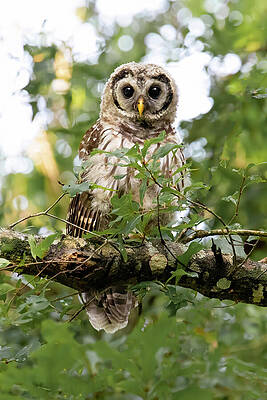 Feather Wall Art featuring the photograph Barred Owl 6a by Sally Fuller