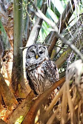 Wildlife Photograph - Barred Owl At Green Cay Wetlands Boynton Beach Florida by David McKinney
