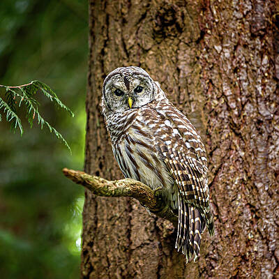 Wall Art featuring the photograph Barred Owl Square by Mary Jo Allen