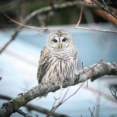 Photograph - Barred Owl by Steven Nelson
