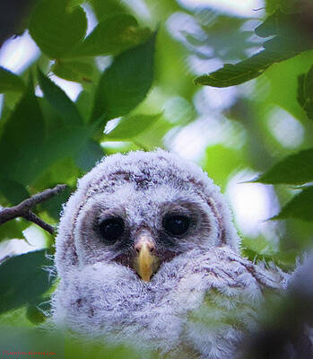 Hawk Photograph - Barred Owlet 1 by Rene Vasquez