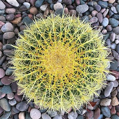 Arizona Photograph - Barrel Cactus by Tatiana Travelways