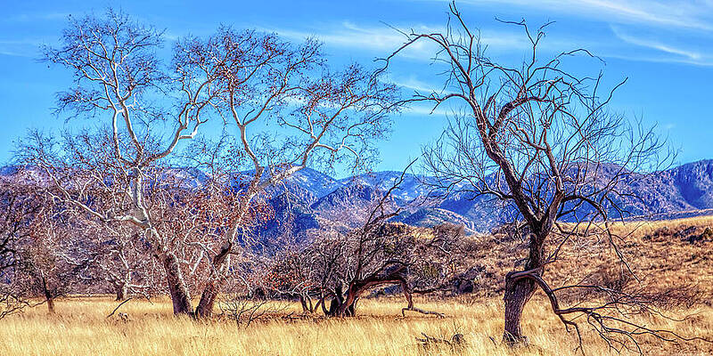 Arizona Photograph - Barren February Trees - Sunizona, Arizona by Tatiana Travelways