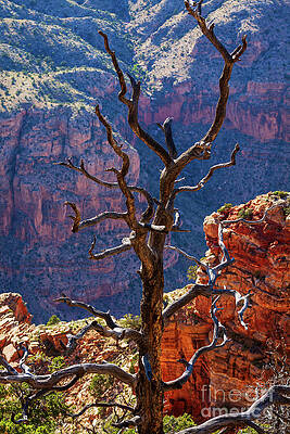 Wall Art featuring the photograph Barren Gnarly Tree - Grand Canyon, Arizona by Tatiana Travelways