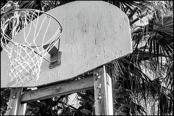Basketball Hoop With Palm Fronds, 1970 by Jeremy Butler