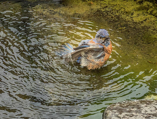 Wall Art featuring the photograph Bath Day For Bluebird by Jean Noren