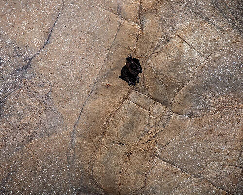 Wall Art featuring the photograph Bats On A Cave Ceiling by Flees Photos
