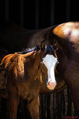 Animal Photograph - Bay Colt by Rene Vasquez