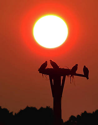 Wall Art featuring the photograph Bayville Osprey by John Linnemeyer