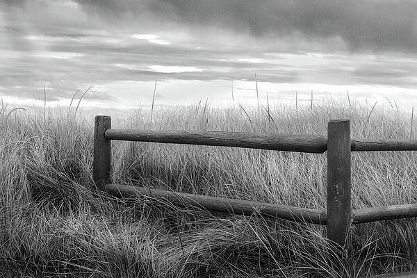 Wall Art featuring the photograph Beach Grass by Steven David Roberts