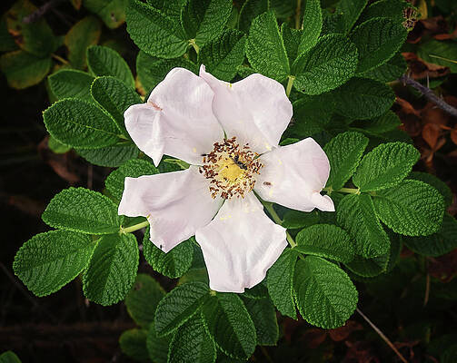Wall Art featuring the photograph Beach Rose by Steven Nelson