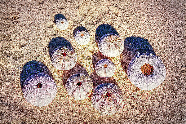 Natural Photograph - Beach Shells, Cozumel, Mexico by Tatiana Travelways