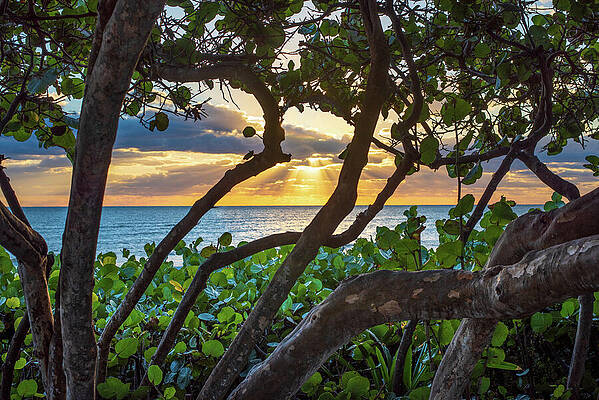 Happy Wall Art featuring the photograph Sun Through The Seagrape Trees by Laura Fasulo