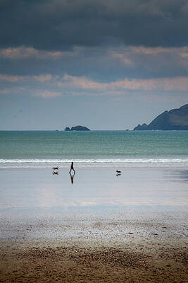 Wall Art featuring the photograph Beal Ban Dog Walking by Mark Callanan