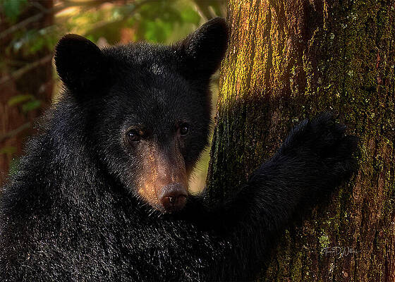 Black Bear Embracing Tree Photograph