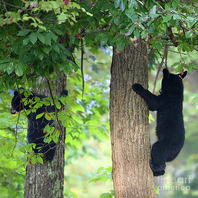 Wall Art featuring the photograph Bear Cubs by Rehna George