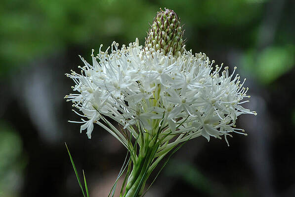 Wall Art featuring the photograph Bear-Grass Flower In Olympic National Forest by Nancy Gleason
