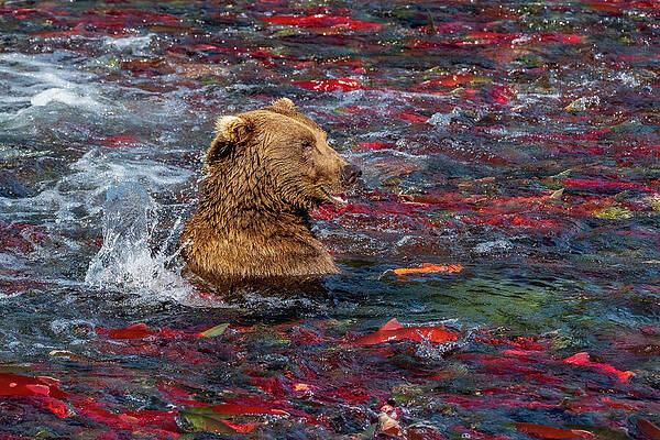 Grizzly Bear in Salmon Run Wall Art
