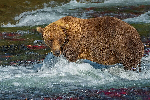 Bear Fishing in River Rapids Wall Art