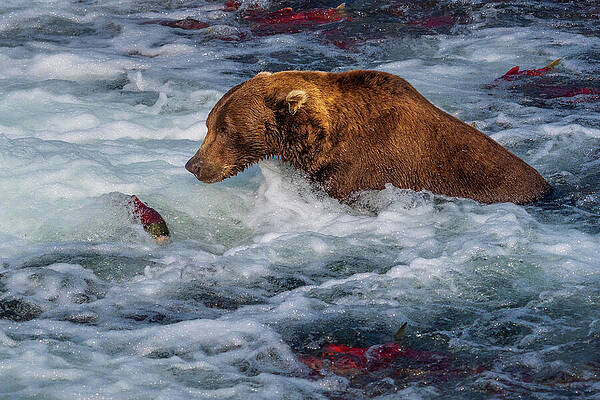 Bear Hunting Salmon in Rapids Wall Art