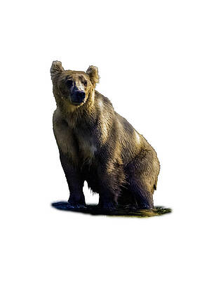 Bear Standing on Water Photograph