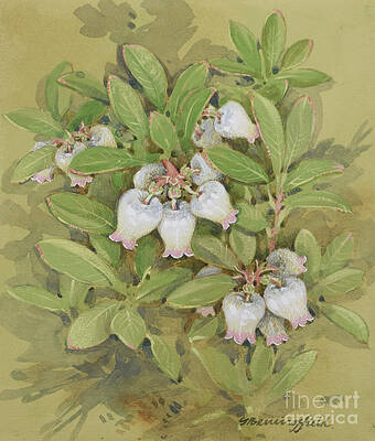 Tree Painting - Bearberry by Gordon Beningfield