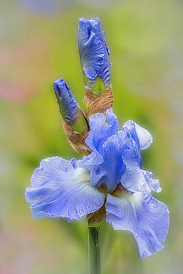 Flower Photograph - Bearded Iris And Buds by Susan Candelario