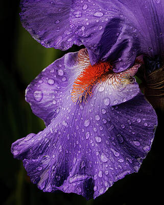 Wall Art featuring the photograph Bearded Iris, Close-up by Jean Noren