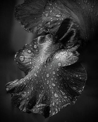 Wall Art featuring the photograph Bearded Iris, Monochrome by Jean Noren