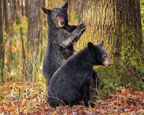 Two Black Bears in the Forest Photograph