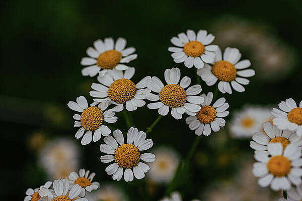Flower Photograph - Beautiful Dashes by Nova Rae