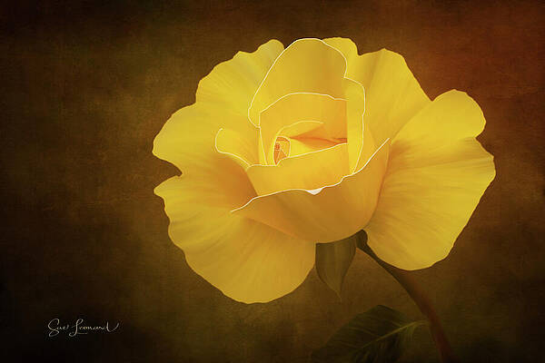 Photograph - Beautiful Digitally Painted Rose by Sue Leonard