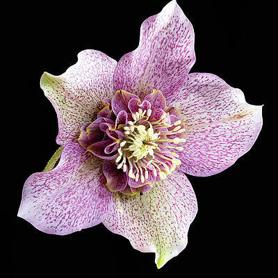 Beautiful Pink Hellebore Flower Close-Up Wall Art