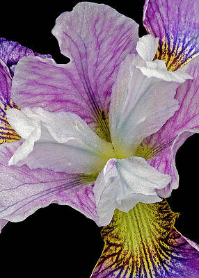 Flower Photograph - Beautiful Iris Flower by Susan Candelario