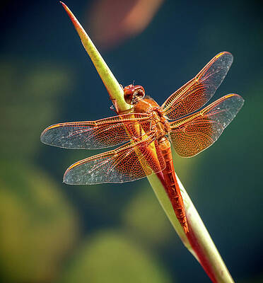 Beautiful Photograph - Beautiful Red Dragonfly by Jean Noren
