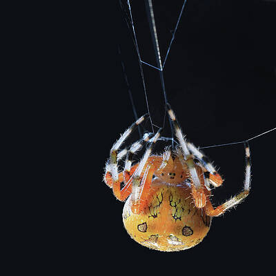 Spider Hanging from Web Wall Art
