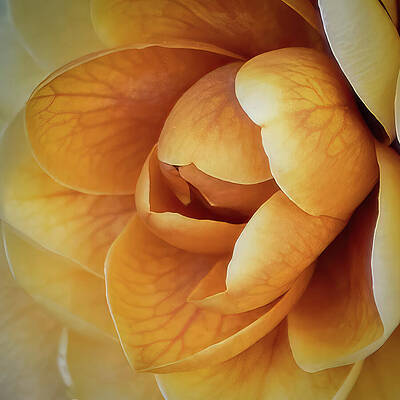 Delicate Wall Art featuring the photograph Nature's Heartbeat by Dodie Ross