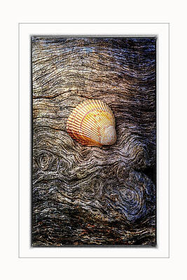 Wall Art featuring the photograph Beauty Left Behind-1-color by Maryanne Keeling