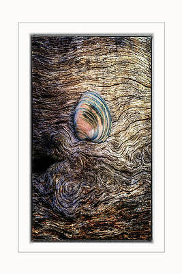 Natural Photograph - Beauty Left Behind-2-color by Maryanne Keeling