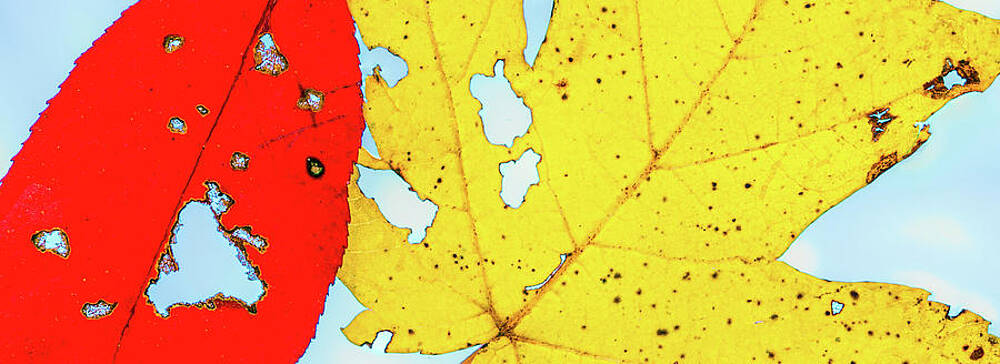 Yellow Wall Art featuring the photograph Beauty Of Decay by Elvira Peretsman