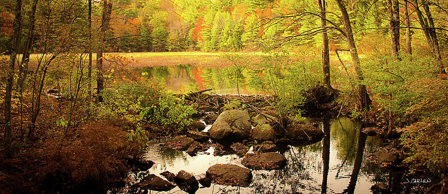 Tree Photograph - Beaver Pond by Jim Carlen