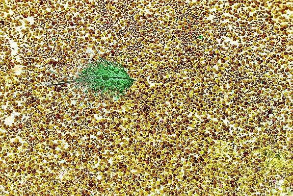 Wall Art featuring the photograph Beaver Pond With Duckeed And A Feather During A Spring Rain by Bruce Block